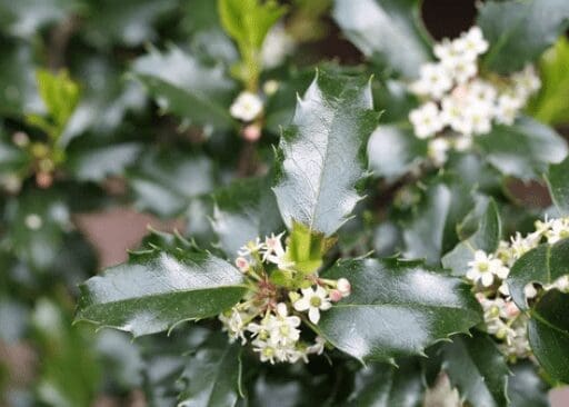 Ilex Genus Gardenfrontier Ilex Genus