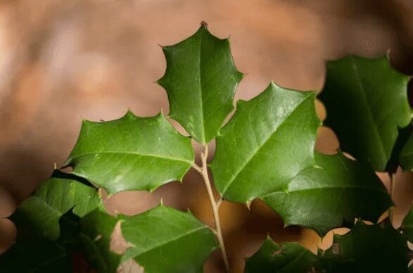 Ilex Opaca Gardenfrontier Ilex Opaca