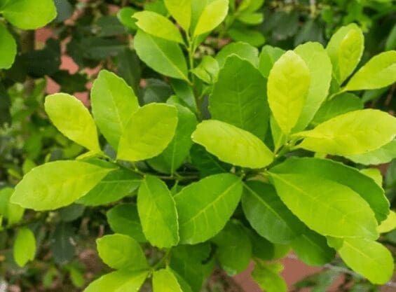Ilex Paraguariensis Gardenfrontier Ilex Paraguariensis