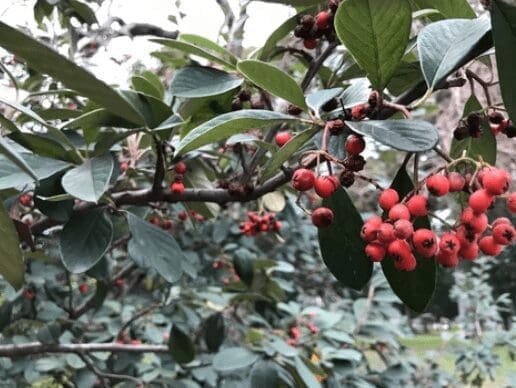 Ilex Perado Gardenfrontier Ilex Perado