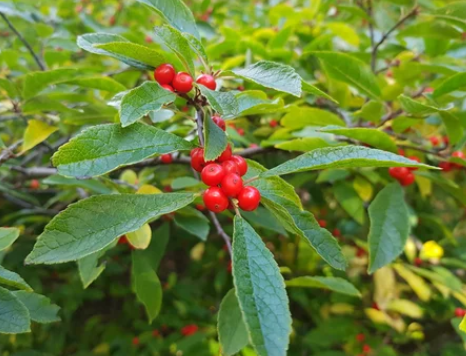 Ilex Verticillata Gardenfrontier Ilex Verticillata
