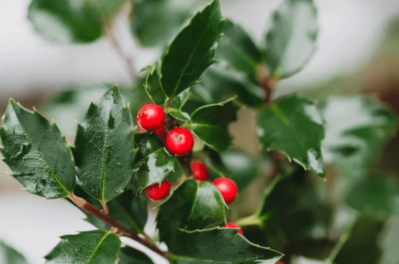 Ilex Vomitoria Gardenfrontier Ilex Vomitoria