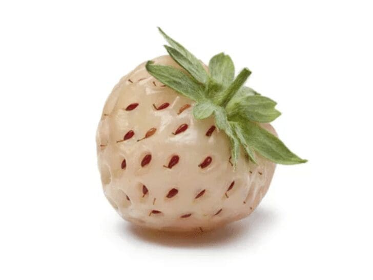 Pineberry Gardenfrontier Pineberry