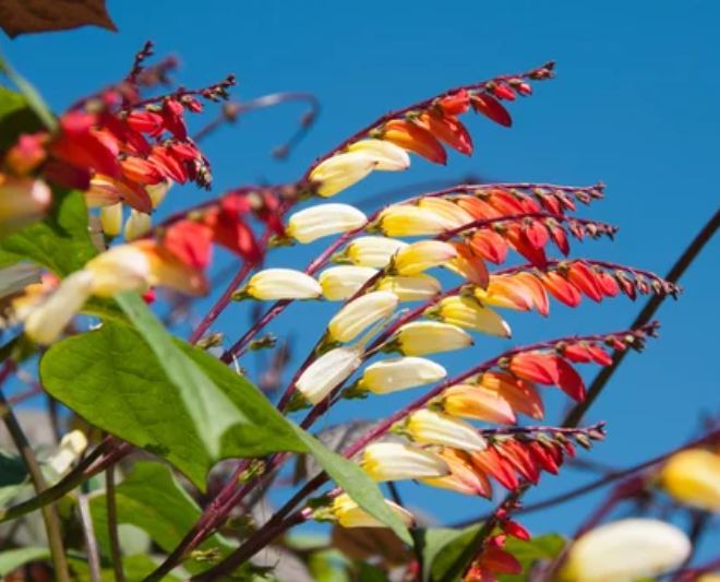Spanish Flag Plant Gardenfrontier Spanish Flag Plant