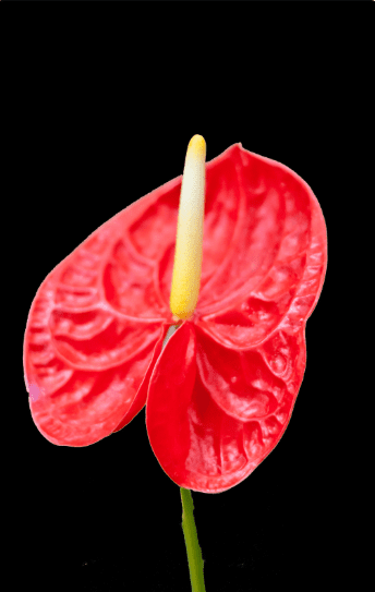 Anthurium Gardenfrontier Anthurium