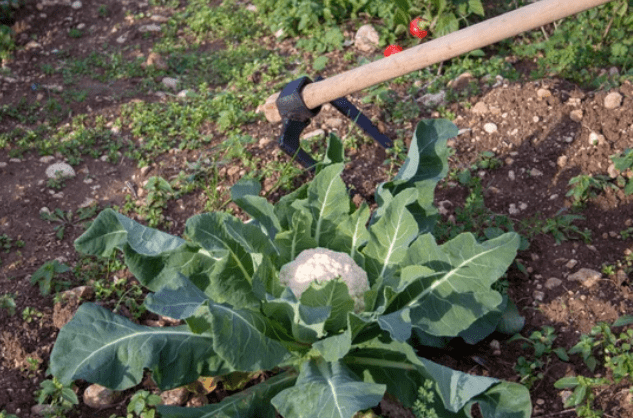 Broccoli Plants Gardenfrontier Broccoli Plants