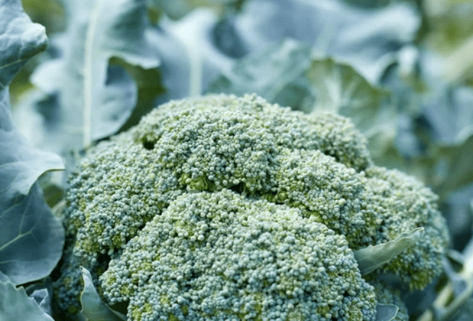 Broccoli head Gardenfrontier Broccoli head