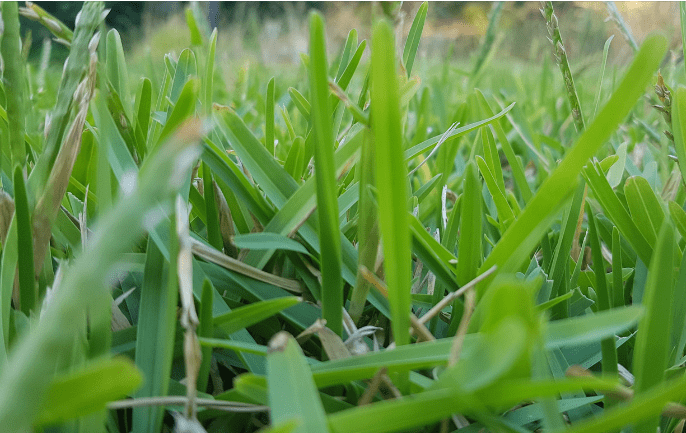Buffalo Grass Gardenfrontier Buffalo grass lawn growing in a sunny drought tolerant landscape