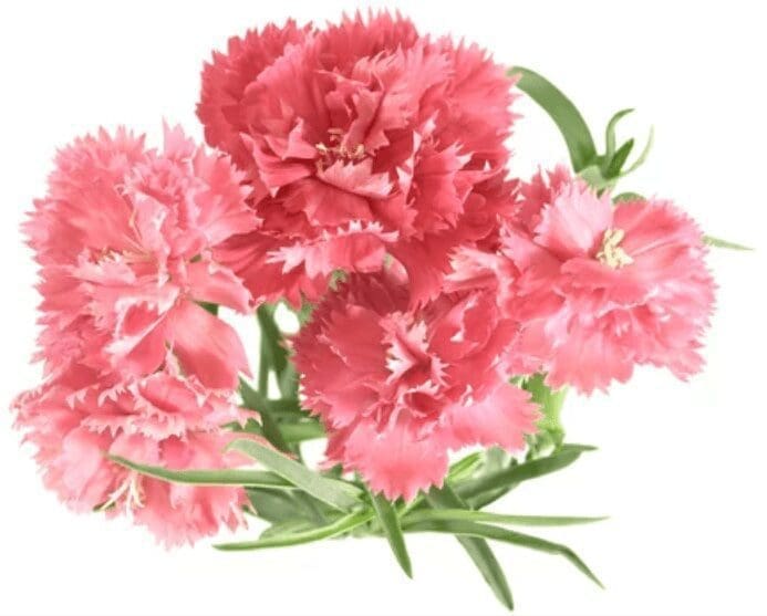 Carnations Gardenfrontier Carnations