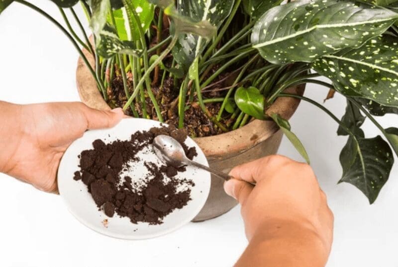 Coffee Grounds for Plants Gardenfrontier Coffee Grounds for Plants
