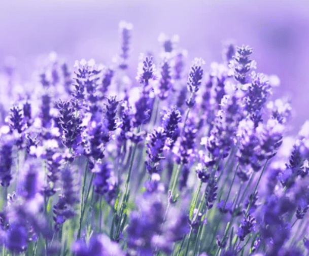 English Lavender Gardenfrontier English Lavender