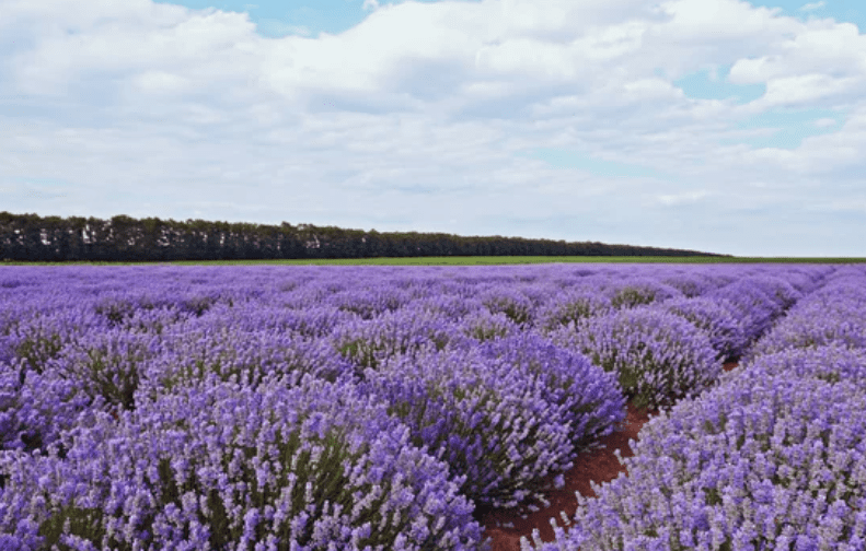 French Lavender vs English Lavender Gardenfrontier French Lavender vs English Lavender