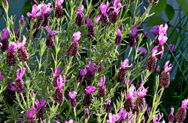 French Lavender Gardenfrontier French Lavender