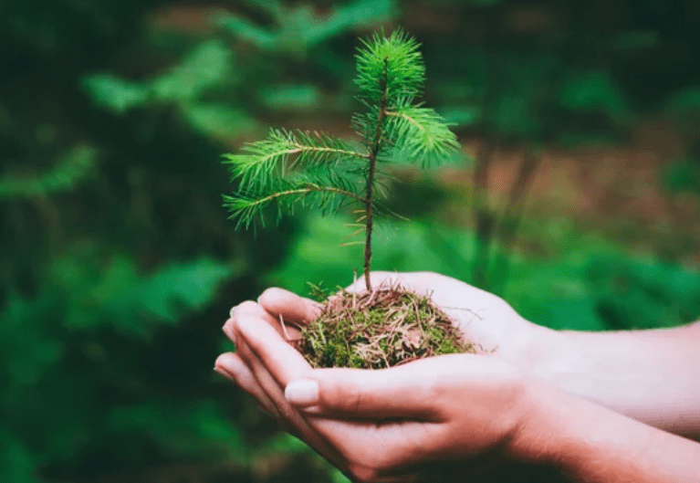 Growing a Pine Tree In Your Garden Gardenfrontier Growing a Pine Tree In Your Garden