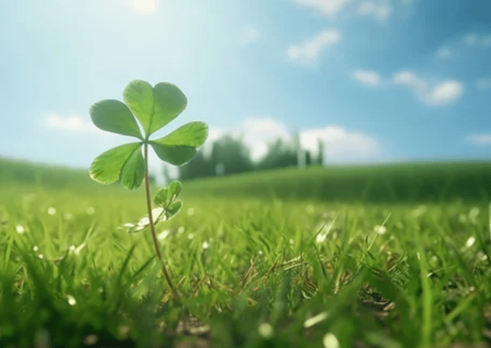Shamrock Plant Gardenfrontier Shamrock Plant