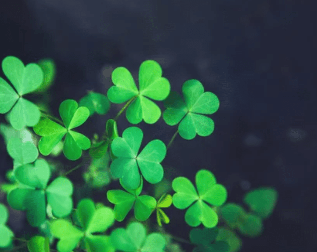 Shamrock Plants Gardenfrontier Shamrock Plants