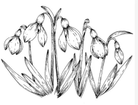 Snowdrop Flower Tattoos Gardenfrontier Snowdrop Flower Tattoos