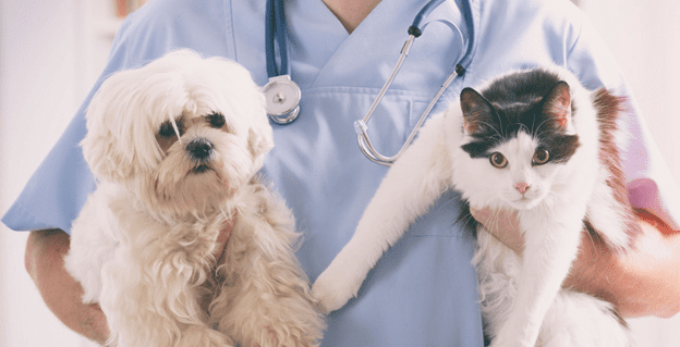 Vet with Pets holding Gardenfrontier Vet with Pets holding