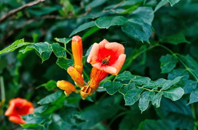 Bee on Trumpet Vine Gardenfrontier Bee on Trumpet Vine
