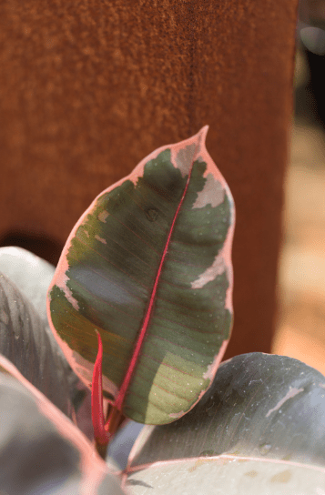 Ficus Shivereana Ruby Gardenfrontier Ficus Shivereana Ruby