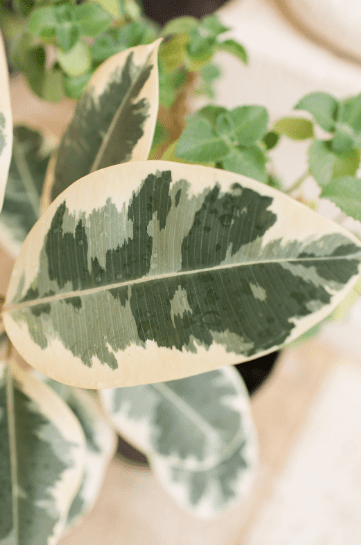 Ficus Shivereana Variegata Gardenfrontier Ficus Shivereana Variegata