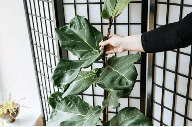 Ficus Shivereana Gardenfrontier Ficus Shivereana