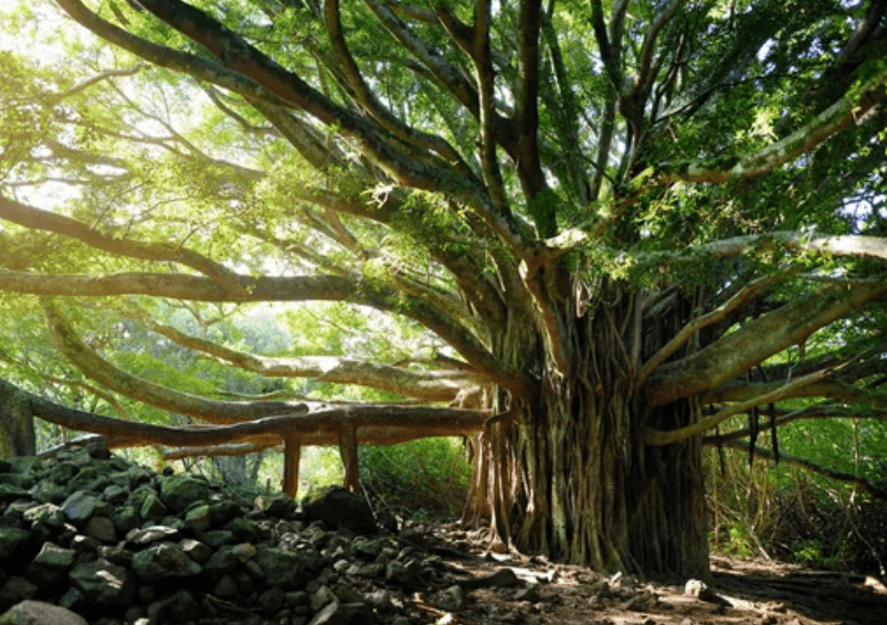 Growing a Banyan Tree Gardenfrontier Growing a Banyan Tree