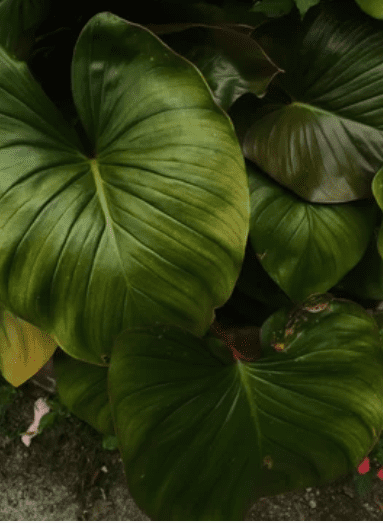 Philodendron Rugosum close Gardenfrontier Philodendron Rugosum close