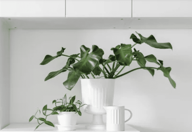 Philodendron Rugosum Gardenfrontier Philodendron Rugosum