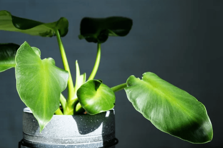Philodendron Rugosum Gardenfrontier Philodendron Rugosum
