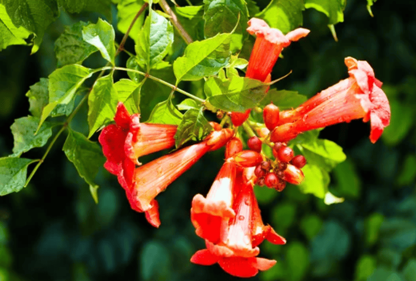 Trumpet vines Gardenfrontier Trumpet vines