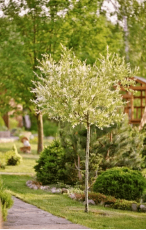 Variagated Dappled Japanese Willow Tree 1 Gardenfrontier Variagated Dappled Japanese Willow Tree 1