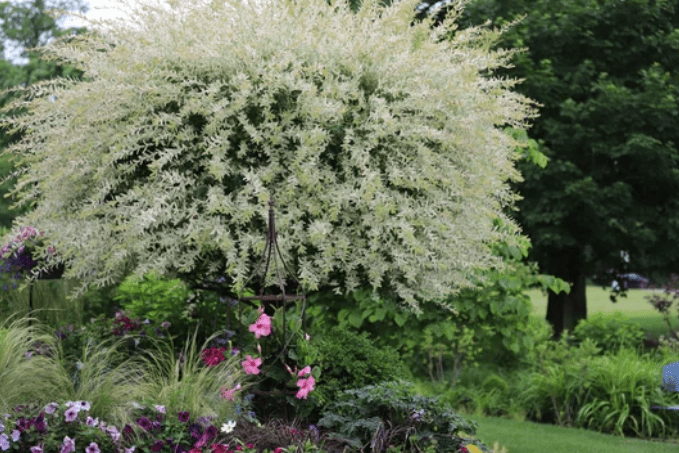 Variagated Dappled Japanese Willow Tree Gardenfrontier Variagated Dappled Japanese Willow Tree