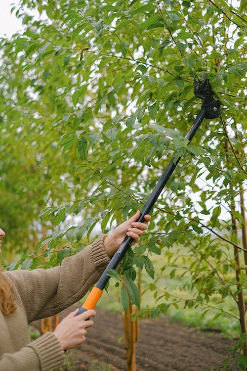 trimming branches Gardenfrontier trimming branches