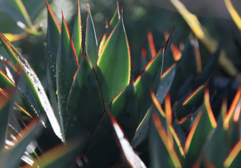 Agave Blue Glow Plant Gardenfrontier Agave Blue Glow Plant