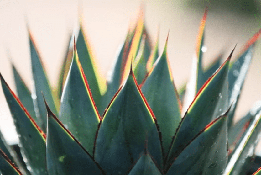 Agave Blue Glow Gardenfrontier Agave Blue Glow