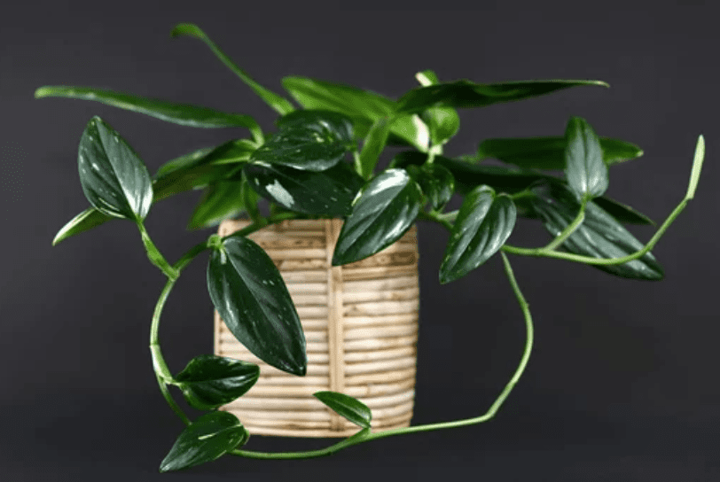 Monstera Standleyana Albo Variegata In container Gardenfrontier Monstera Standleyana Albo Variegata In container