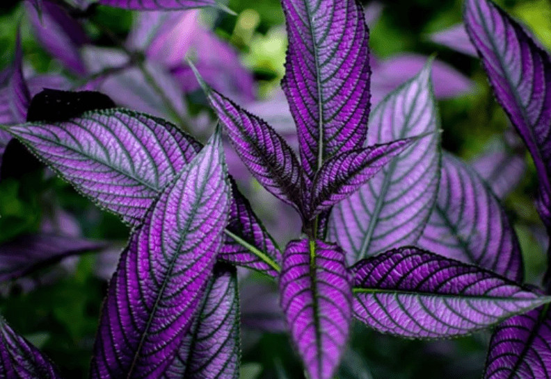 Persian Shield Plant Gardenfrontier Persian Shield Plant