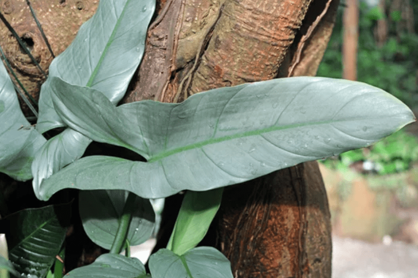 Philodendron silver sword Gardenfrontier Philodendron silver sword