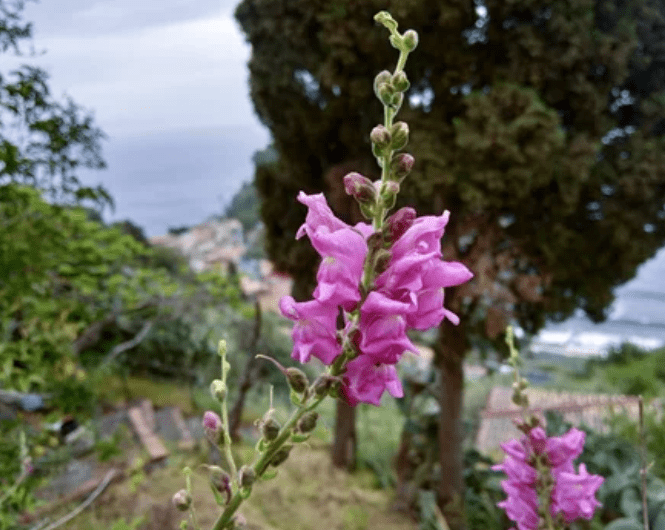 Pink Snap dragons Gardenfrontier Pink Snap dragons