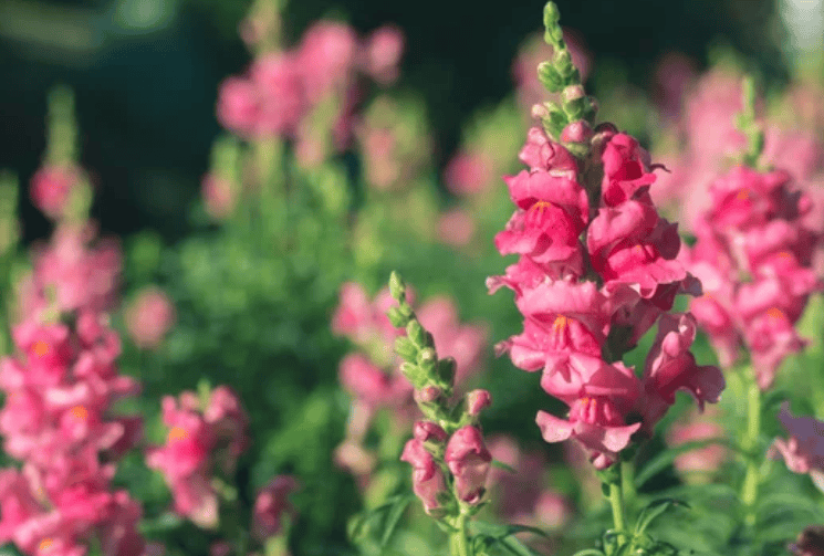 Pink Snapdragons Gardenfrontier Pink Snapdragons