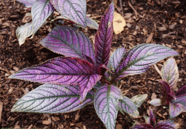 Strobilanthes dyerianus Gardenfrontier Strobilanthes dyerianus
