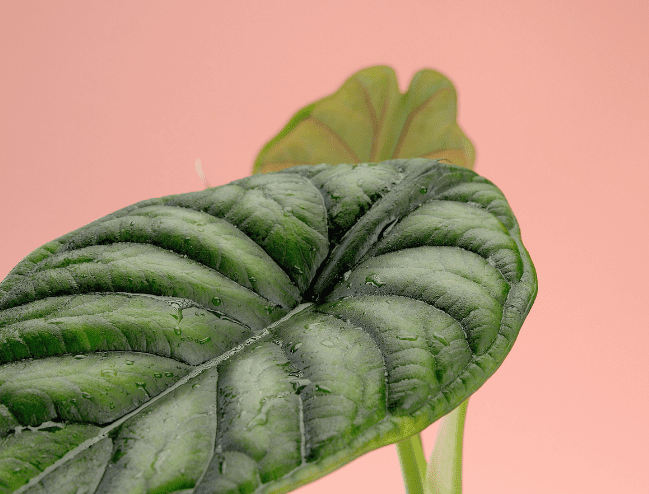 ALocasia Dragon Scale Leaf Gardenfrontier ALocasia Dragon Scale Leaf