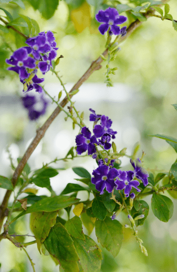 Duranta repens Gardenfrontier Duranta repens