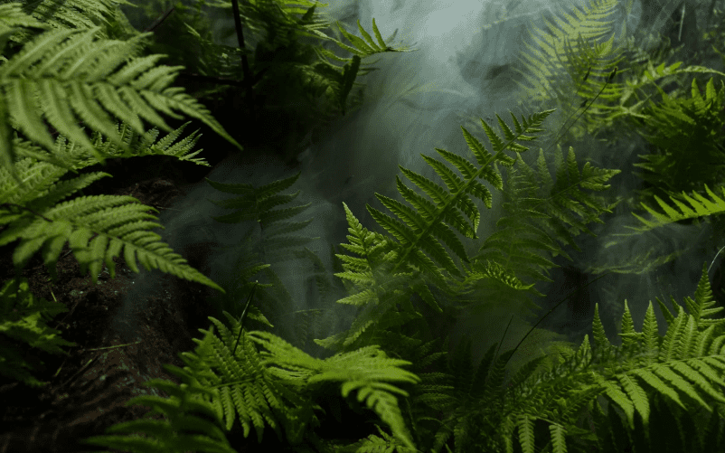 Ferns Gardenfrontier Ferns