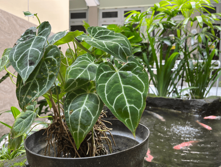 Tropical Plant Anthurium Crystallinum Gardenfrontier Tropical Plant Anthurium Crystallinum