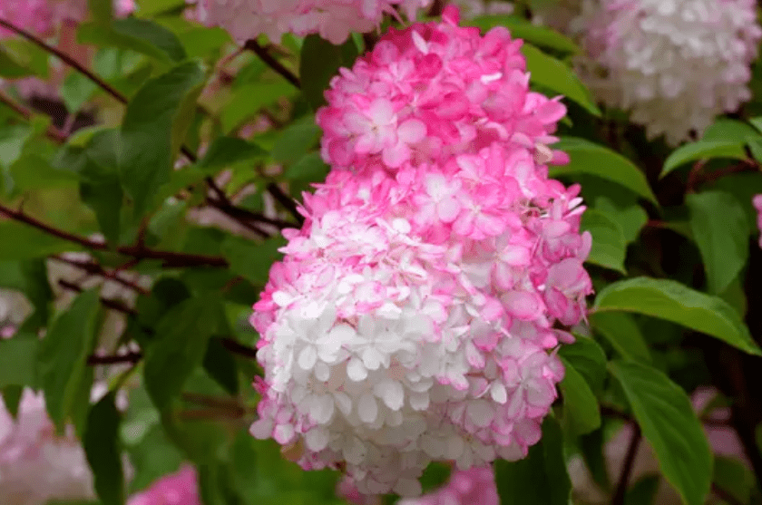 Vanilla Strawberry Hydrangeas Gardenfrontier Vanilla Strawberry Hydrangeas