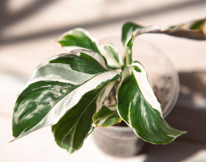 White Fusion Plant Variant Gardenfrontier Potted White Fusion variant plant with smaller leaves and highly pronounced green veining on a white background