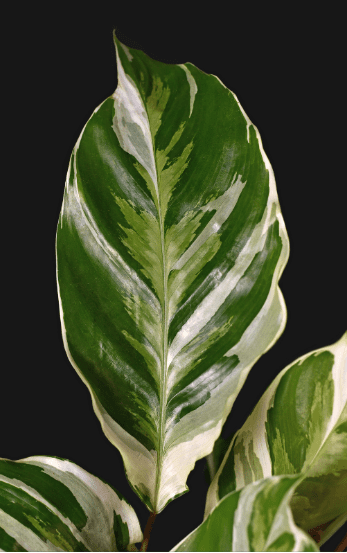 Calathea White Fusion Leaf Close Up Gardenfrontier Close up of a Calathea White Fusion leaf showing blended white and green variegation and purple undersides