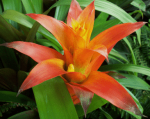 Bromeliad Gardenfrontier Bromeliad